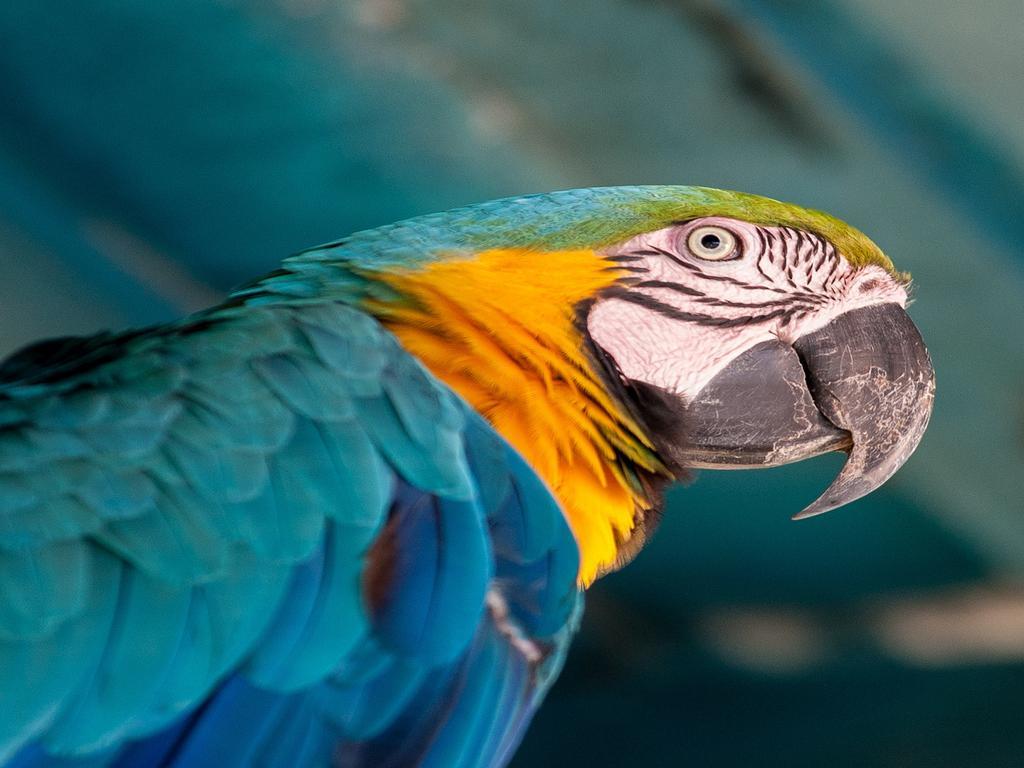 Hotel Tropical Μανάους Εξωτερικό φωτογραφία Blue and yellow macaw