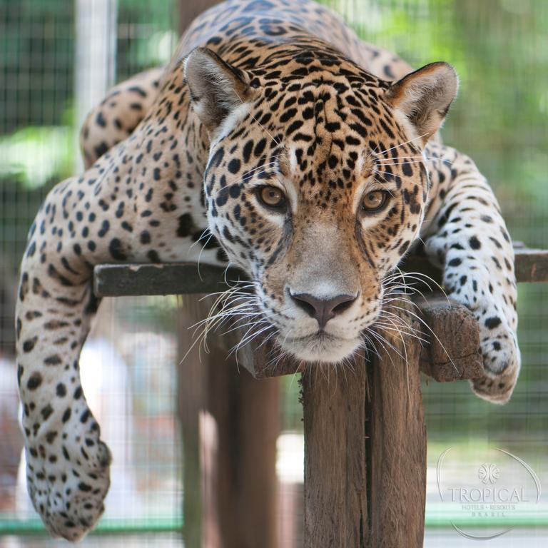 Hotel Tropical Μανάους Εξωτερικό φωτογραφία Jaguar